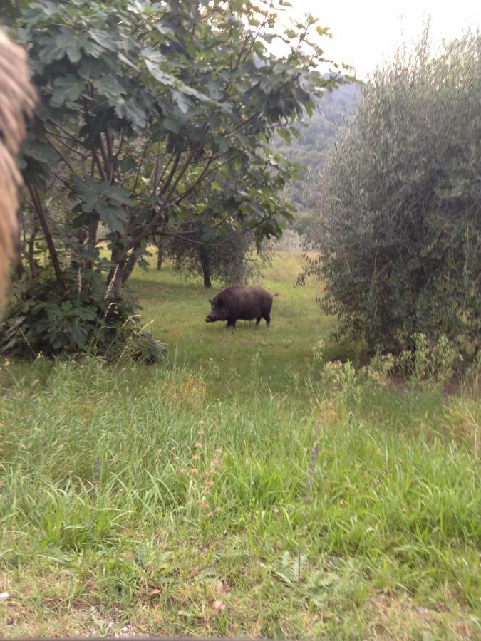 Il Ghiro Hotel Montevarchi Bagian luar foto